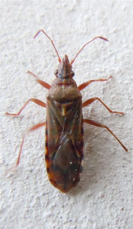 Lygaeidae: Belonochilus numenius della Campania (NA)